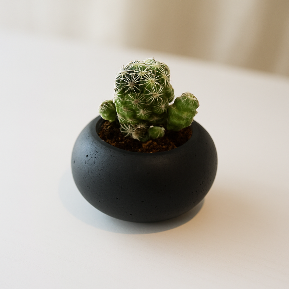 BANANA BLACK|Pot(ミニプランター/器)